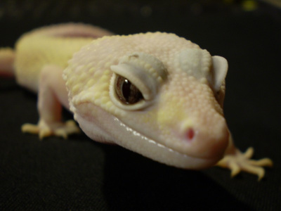 Эублефар пятнистый (Eublepharis macularius) Blizzard